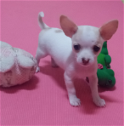 Chihuahuas blancos, chiquitos, bonitos y saludables - Img 45688744