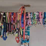 Collares - Img 54644637