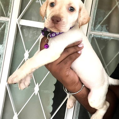 📌LABRADORES !!! - Img 123549531