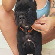 CANE CORSO CON PEDIGREE - Img 56024068