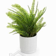 *Plantas decorativas modernas🪴* (La Lisa) - Img 55737068