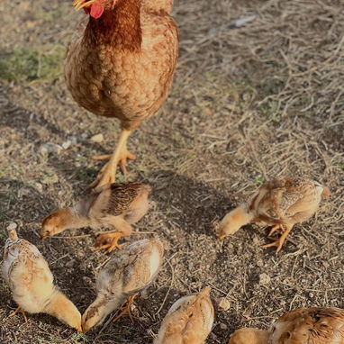 Se venden Gallinas Felices y Gallos Orgullosos - 3/3