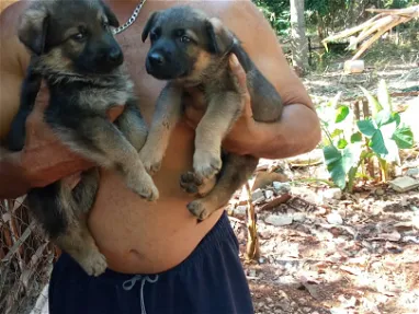 Cachorros en venta Dogo argentino ,Chihuahua  , yorky ,bulldog francés ,Pug 53818081 - Img 67802797