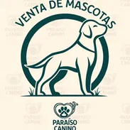 *_Todo lo que buscas en cachorro está aquí, Garantizamos calidad salud y bienestar a su mascotas._* Bmkt - Img 54701433