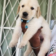 😍 HERMOSOS CACHORROS GOLDEN RETRIEVER 😍 - Img 55334082