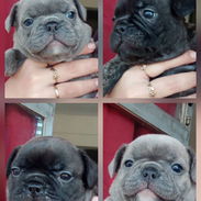 Cachorros bulldog Frances - Img 58245948
