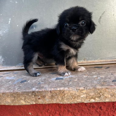 PEQUINÉS,macho,en 60 USD o equivalente,TENGO MENSAJERÍA,tiene 70 días y está desparacitado - Img 125860719