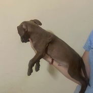 Cachorros de pitbull - Img 55614076