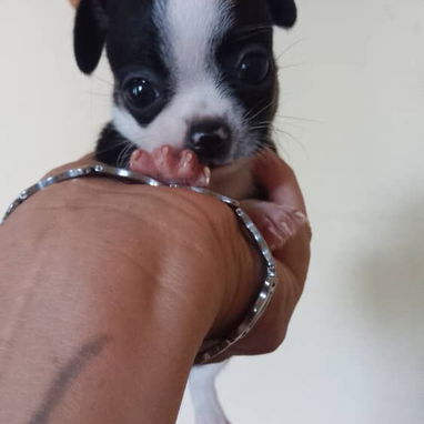Chihuahuas minis - Img 126012255