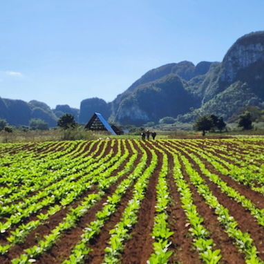 ⛰️ VIÑALES, DE OTRA MANERA 🐴 Naturaleza, cultura y un secreto que casi nadie conoce — lejos del circuito de siempre. - Img 127090547