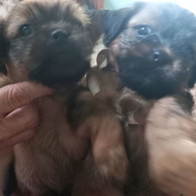 Perros chi tzu - Img 124804758