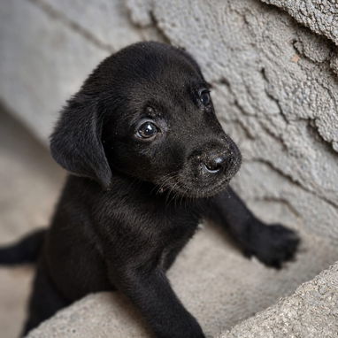 Cachorros labradores 70usd - Img 125688063