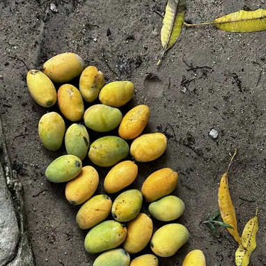 Jaba de mango 🥭 a domicilio. - Img 122804216