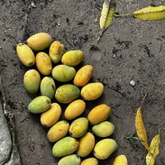 Ricos mangos 🥭 Jaba de naylon a domicilio - Img 55682986