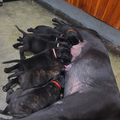 CACHORROS CANE CORSO CON PEDIGREE HIJOS DE CÉSAR - Img 125910266