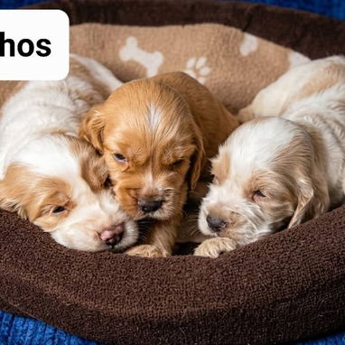COKER SPANIEL,ambos sexos,en 170 USD o equivalente(ACEPTO TRANSFERENCIA)TENGO MENSAJERÍA,tienen 30 días y desparacitados - Img 122999753