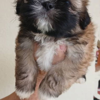 Si buscas una Exelente compañía pitbull, Chihuahua, shitzu, bulldog francés,53818081: - Img 123407504