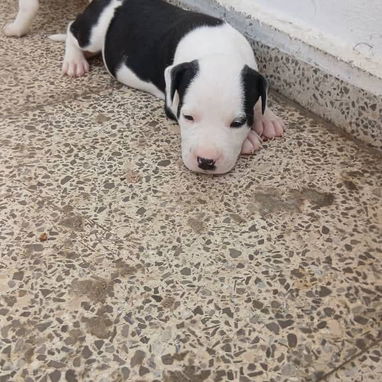Cachorros pitbull - Img 126164687