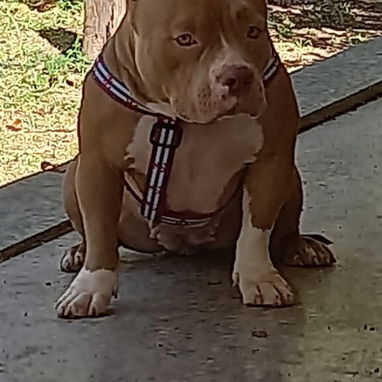 AMÉRICAN BULLY CON PEDIGRI,macho,en 250 USD o equivalente,TENGO MENSAJERÍA,tiene 7 meses Y ESTÁ VACUNADO E INSCRITO - 4/5