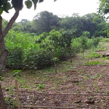 Se vende finca cerca de las terrazas - 4/10