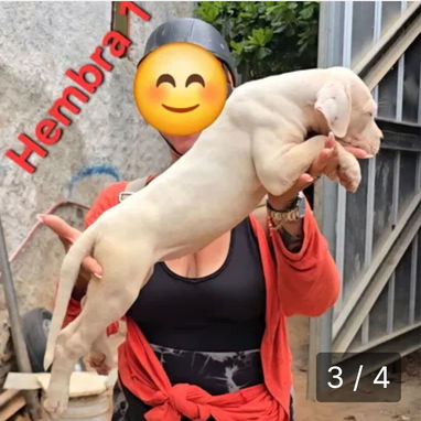 DOGO ARGENTINO,ambos sexos,en 450 USD o equivalente,TENGO MENSAJERÍA,tienen 65 días y están desparacitados - Img 122730960
