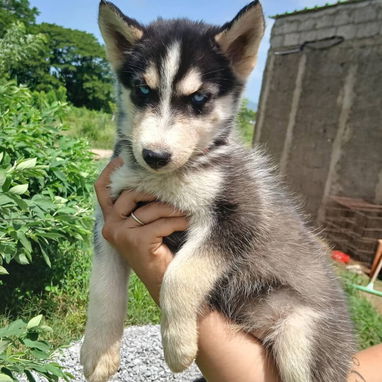 💜💜💜* 🐶 HERMOSOS HUSKY SIBERIANO OJOS AZULES WHATSAPP 58746643  *💜💜💜. - Img 125684356