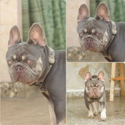 Bulldog francés. Muy buena genética - Img 54117543