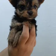 YORKY MINI CON PEDIGRI,hembras en 550 USD,TENGO MENSAJERÍA,se entregan VACUNADAS,INSCRITOS Y CON MICROCHIP - Img 56006125