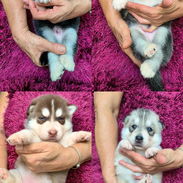 Cachorros de husky siberiano pertenecen al club - Img 56084173