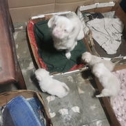 Pekines ambos sexos albinos - Img 54074505