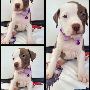 Todo lo que buscas en mascotas está aquí pitbull, Chihuahua, shitzu, labradora, Rottweiler, salchicha 53818081 - Img 125896910