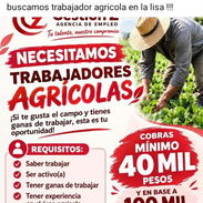 🌱 ¡GANA MÁS DE 40,000 CUP AL MES! SE NECESITAN TRABAJADORES AGRÍCOLAS | GESTIÓN Z - Img 57962883