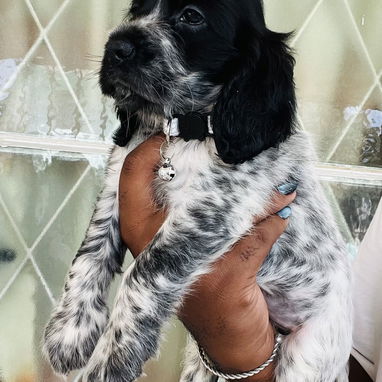 😍 HERMOSO CACHORRO COCKER INGLÉS 😍 - Img 124760420