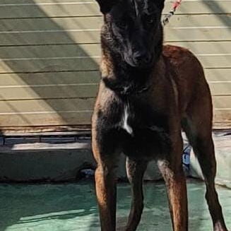 Pastores belga malinois - 3/3