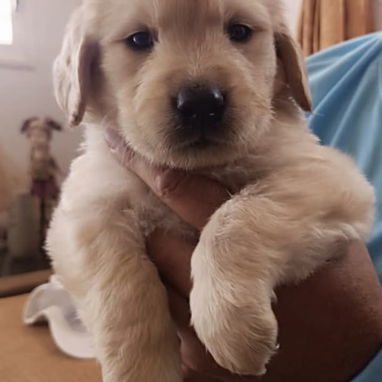Cachorros Golden Retriver - 2/2