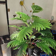 Planta artificial 60 cm - Img 57773367
