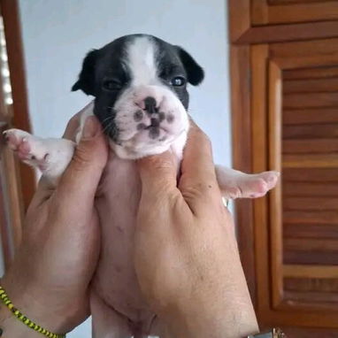 Vendemos cachorro de todo tipo de razas - Img 111500455