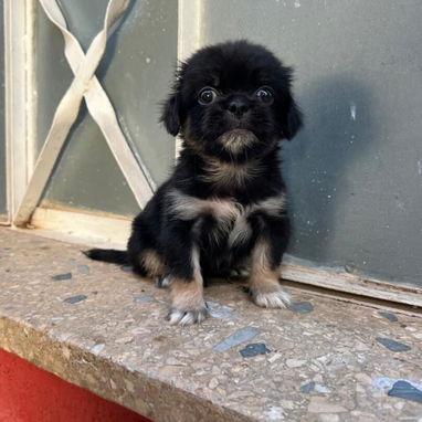 PEQUINÉS,macho,en 60 USD o equivalente,TENGO MENSAJERÍA,tiene 70 días y está desparacitado - Img 125860712