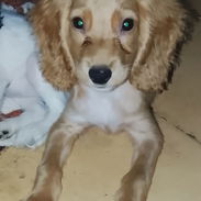 Venta de coker Spaniel contactar con 55000733 - Img 58367453
