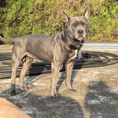 Pitbull - Img 123606470