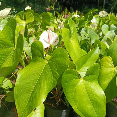 Venta de plantas ornamentales y frutales - 5/10