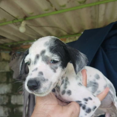 En venta perritos Dálmatas de raza 😍🐶🥰 - Img 123783599