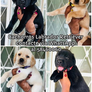 Tienda de Mascotas (Habana) - Img 122896114