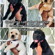 Cachorros Labrador Retriever - Img 55702688