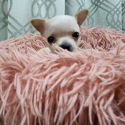 💜💜💜* 🐶 CHIHUAHUAS HEMBRAS MINI   WHATSAPP 58746643 *💜💜💜. - Img 54509151