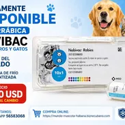 Vacuna antirrábica para perros y gatos - Img 52511557