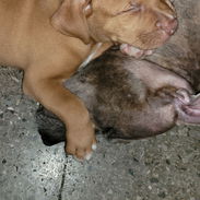 Cachorro Pitbull - Img 57186617