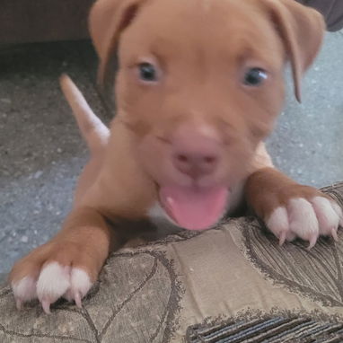 Cachorro Pitbull - 5/5