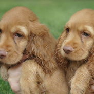 COCKER SPANIEL - Img 55795479