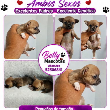 (((( RAZAS CANINAS PARA ELEGIR BETTY MASCOTAS WHATSAPP 52506841 )))) - 7/10